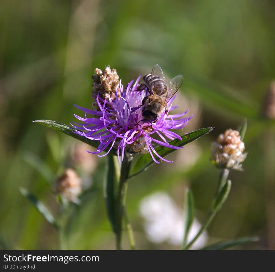 Little bee on a purple flower