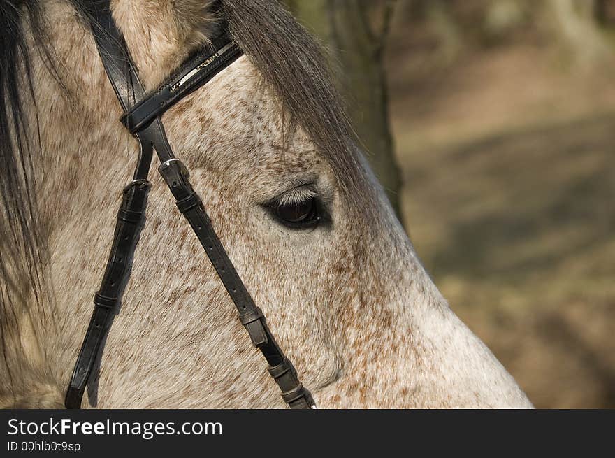 A close up image of the horses face. Main subject us the eye. A close up image of the horses face. Main subject us the eye.