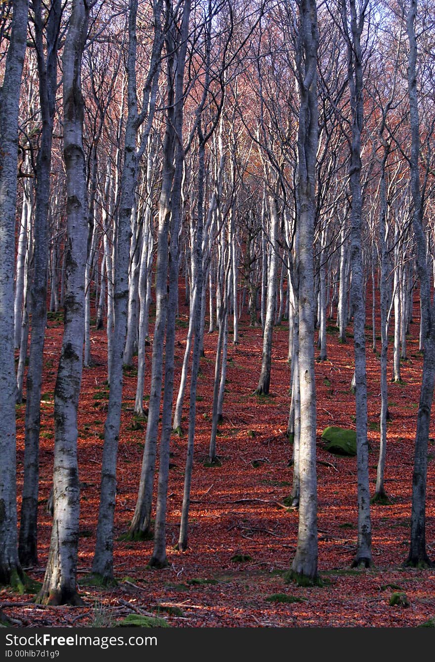 Forest trees having lost their leaves in Autumn. Forest trees having lost their leaves in Autumn