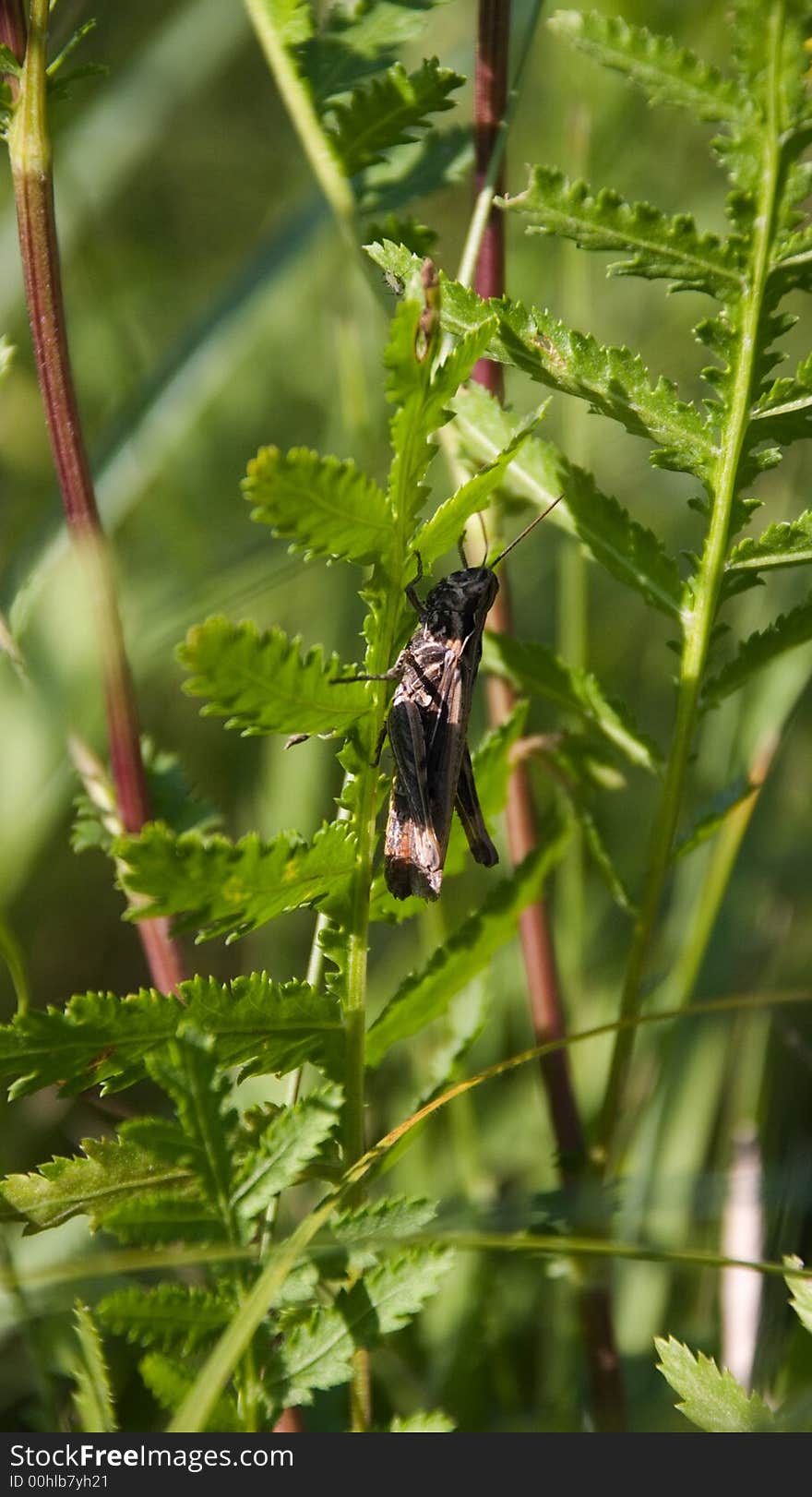 A little grasshopper in green grass