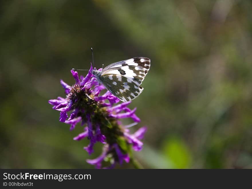 Butterfly on a purple flower