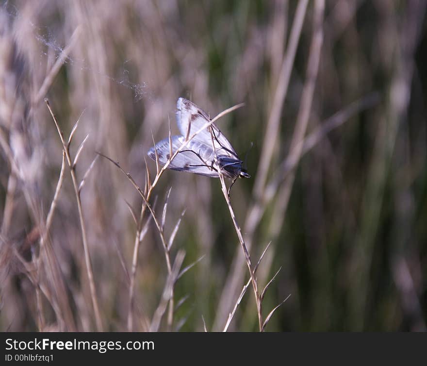 A little butterflu on a dry grass. A little butterflu on a dry grass