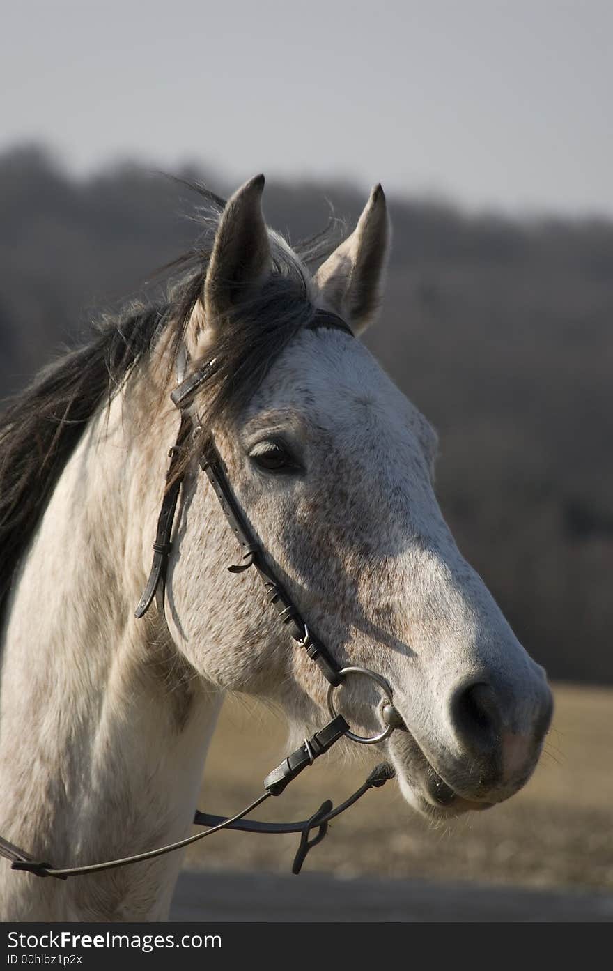 White horse porttrait