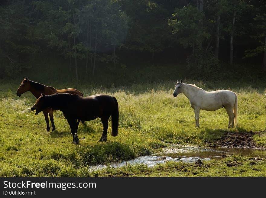 After a long journey a group of horses enjoys the last light of the day on their pasture. After a long journey a group of horses enjoys the last light of the day on their pasture.