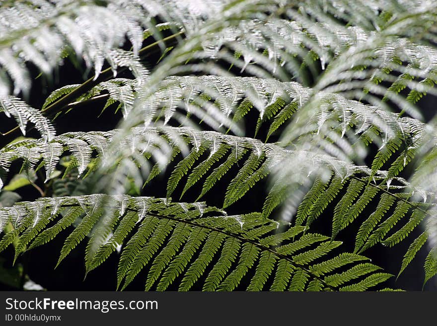 Ferns