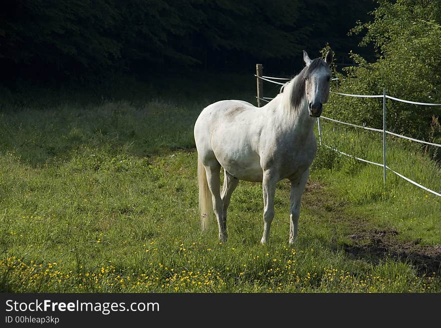 The pinto pleasure horse keeps an eye on the photographer before it wents back to grazing the pasture. The pinto pleasure horse keeps an eye on the photographer before it wents back to grazing the pasture.