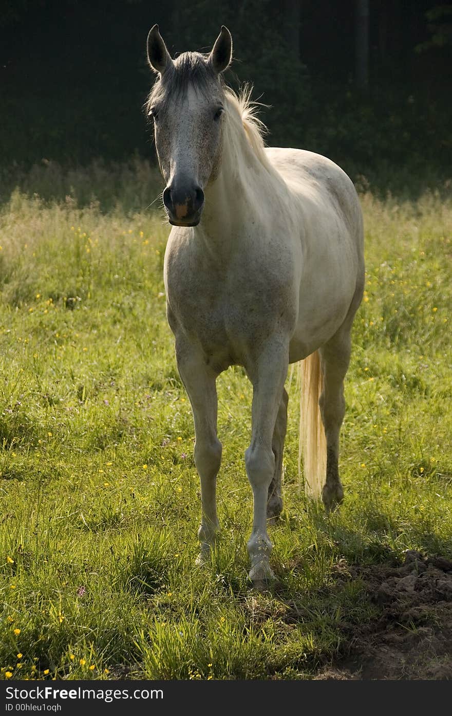 White horse in backlight