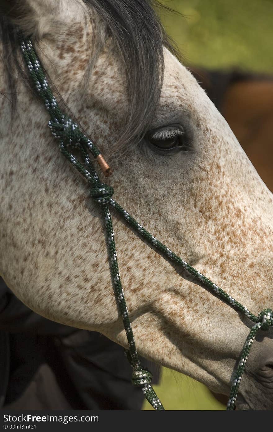 The pinto pleasure horse with its soft harness posing for a nice side portrait. The pinto pleasure horse with its soft harness posing for a nice side portrait.