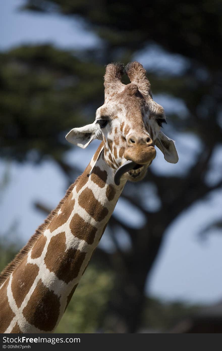 GIRAFFE LICKING ITSELF