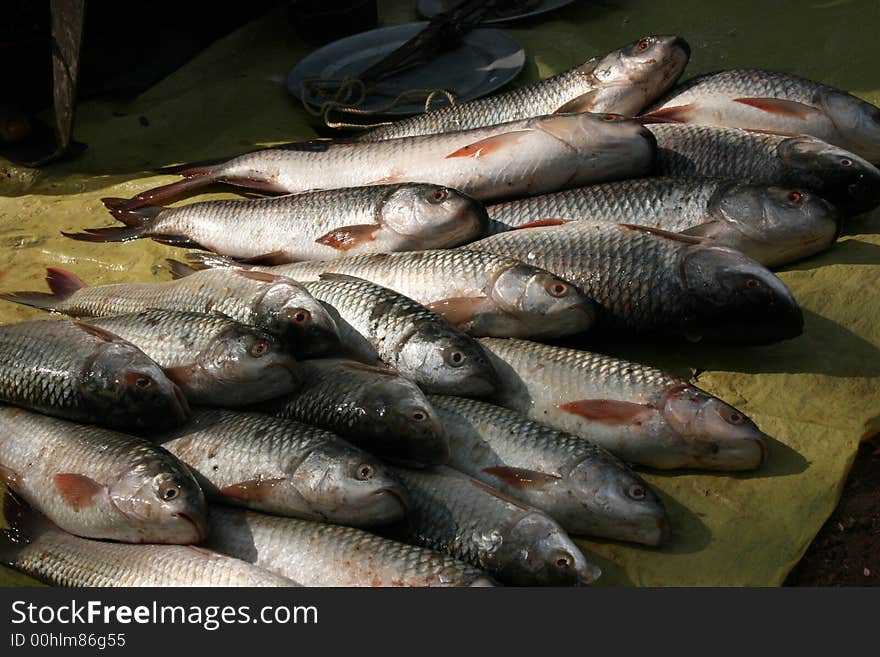 Fish on the leaves