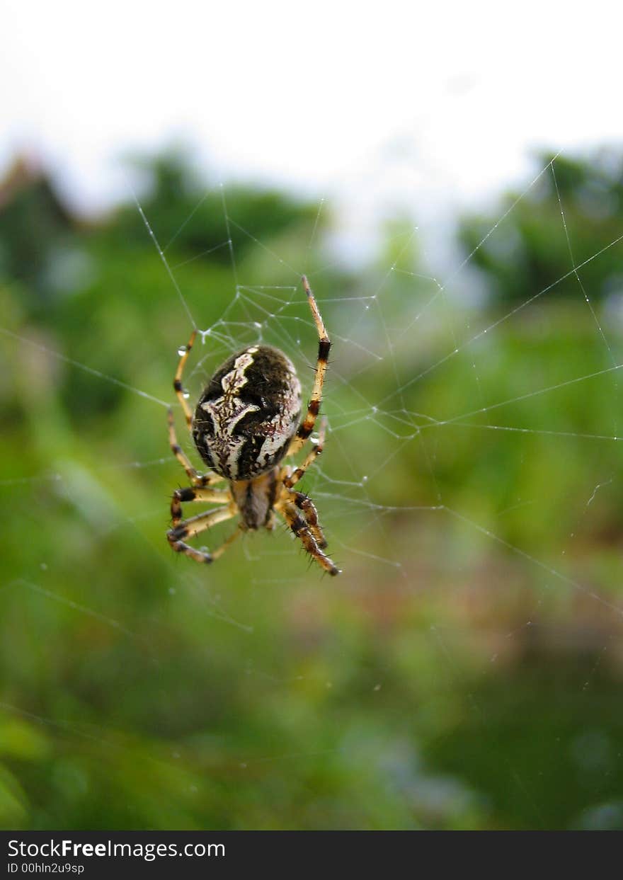 Macro photo of a spider fixing its web after a big rain. Macro photo of a spider fixing its web after a big rain