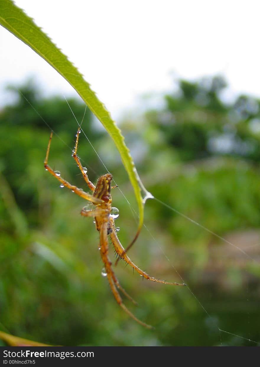 A Spider On A Leaf