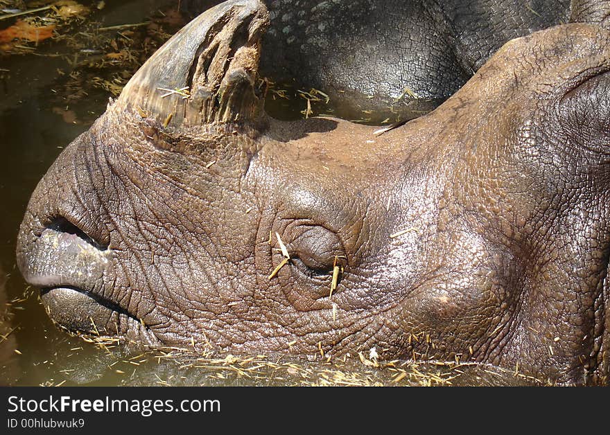 Close up of a rhino with damaged horn