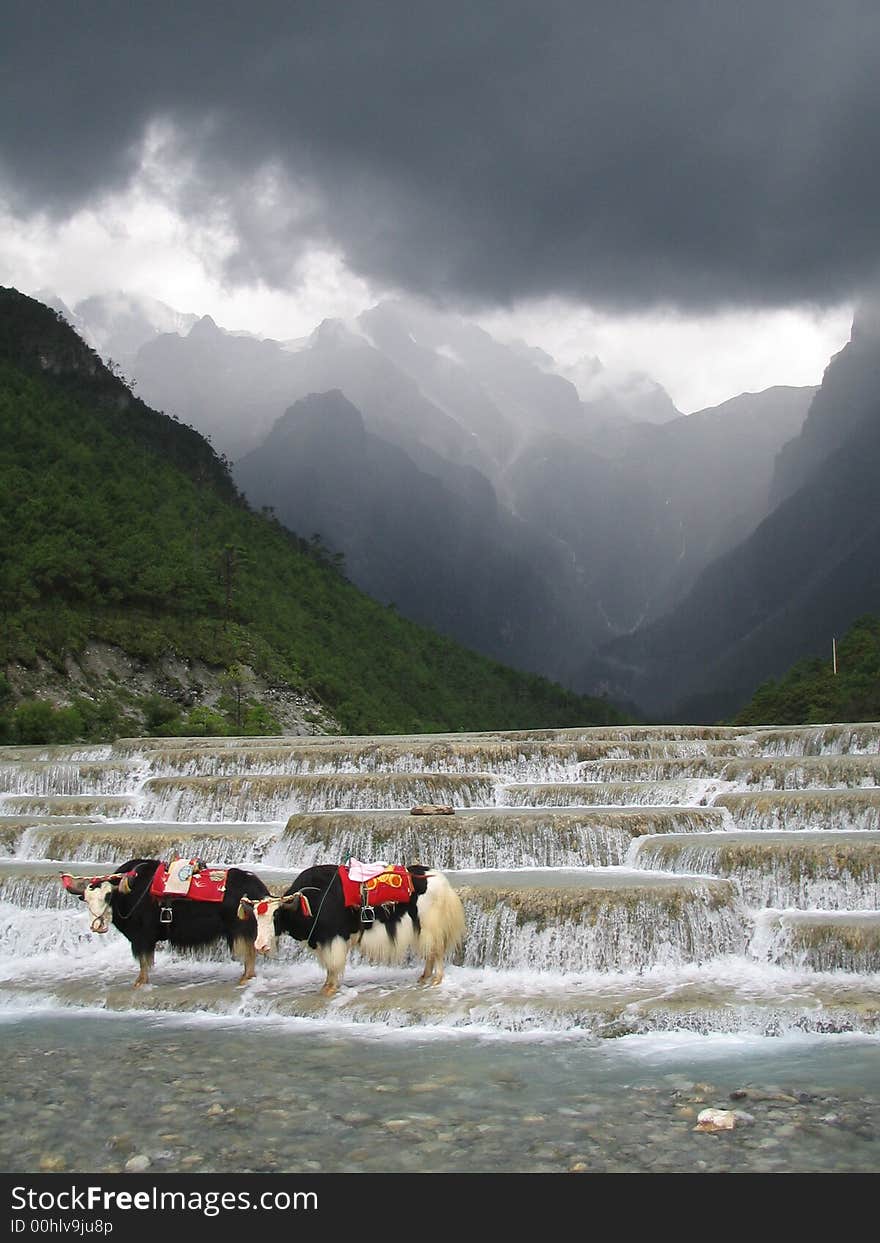 Two yaks standing on the stair step waterfall of a river. Two yaks standing on the stair step waterfall of a river