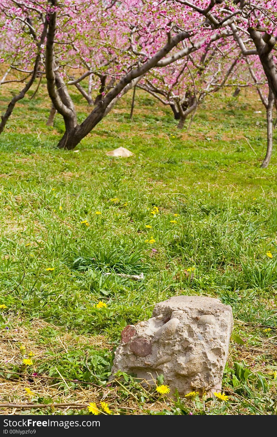 Clumps of peach blossom