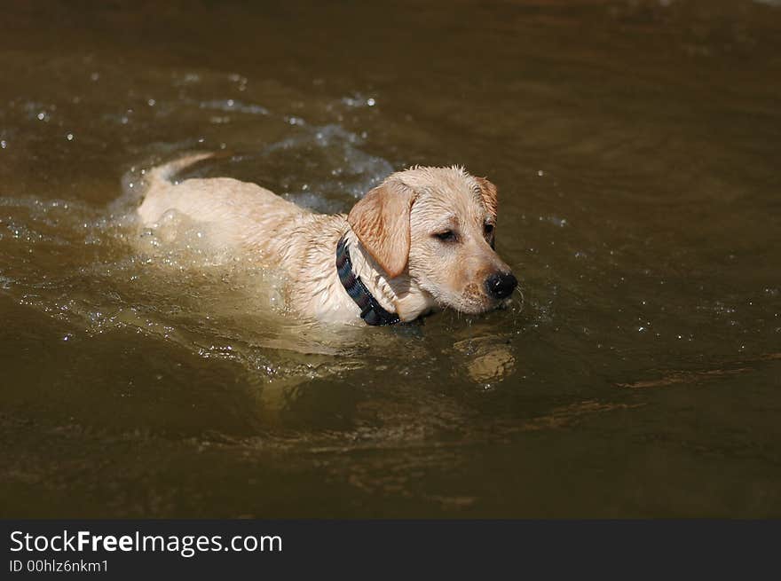 A Labrador puppy playing in water. A Labrador puppy playing in water.