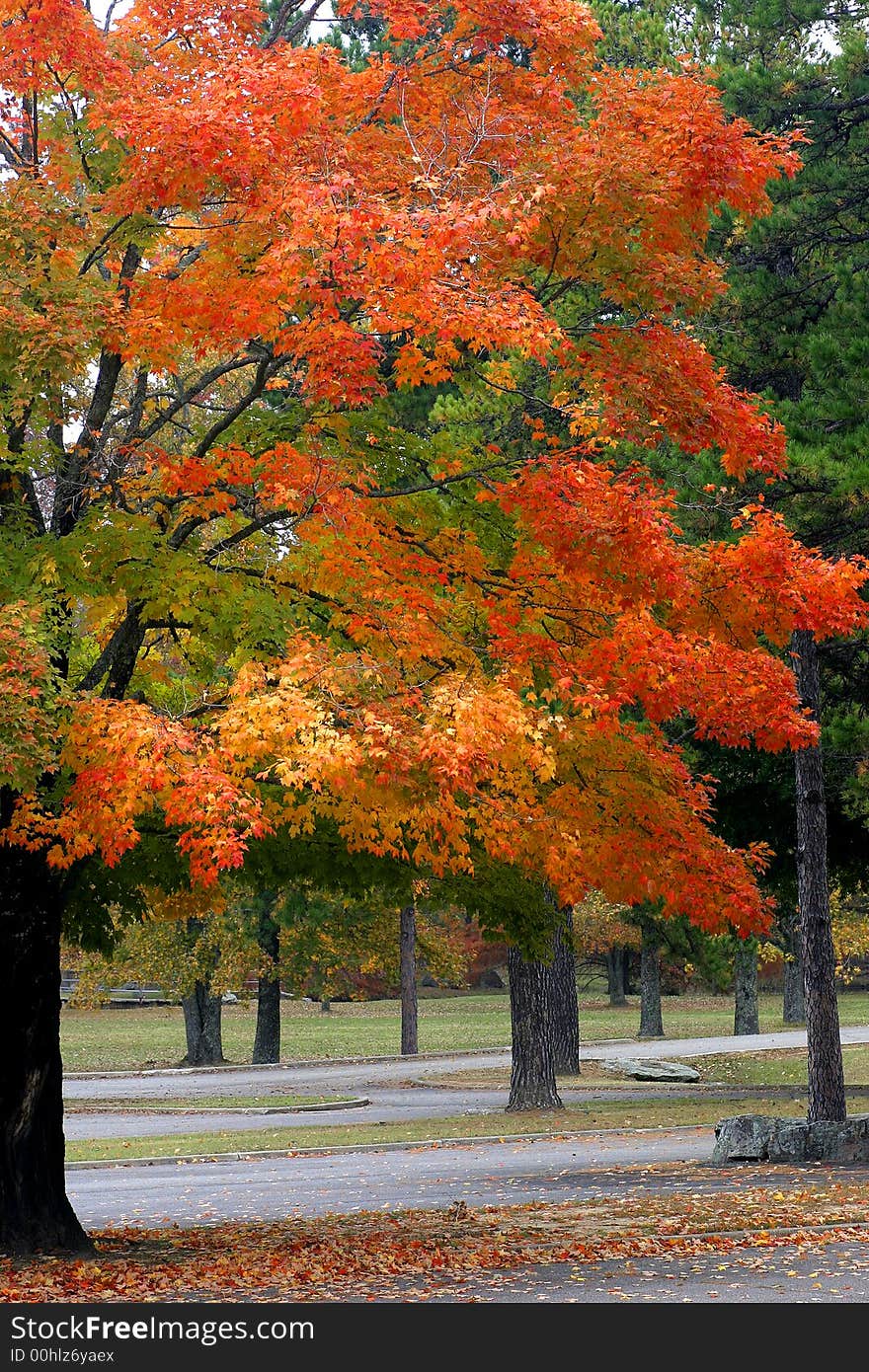 Bright and brilliant colors on tree which is located at a park.