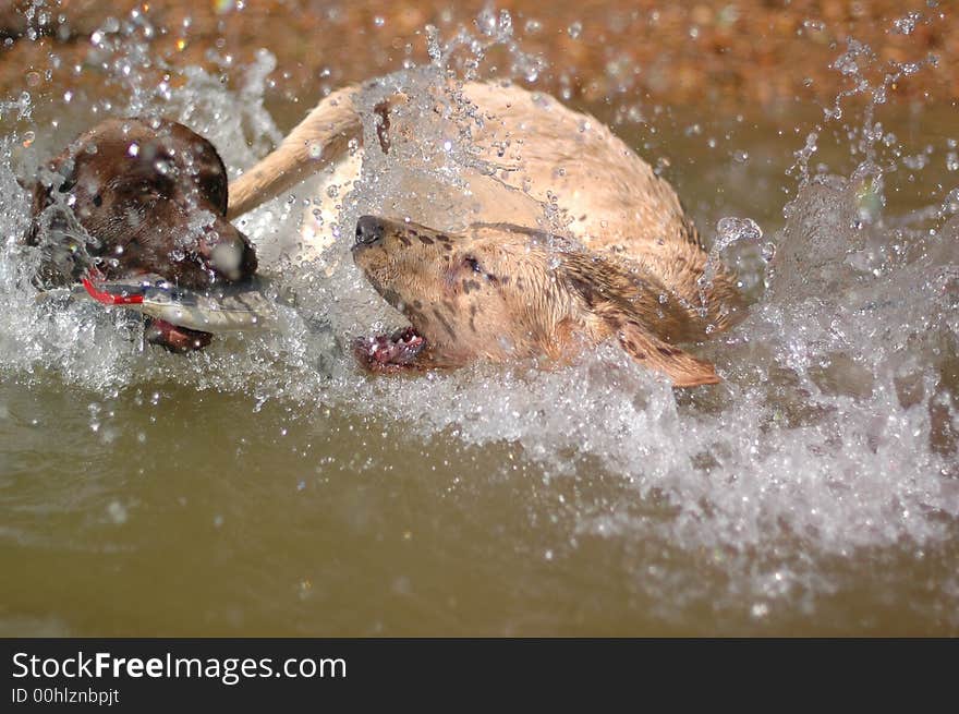 Two Labradors retrievers playing in water. Two Labradors retrievers playing in water.