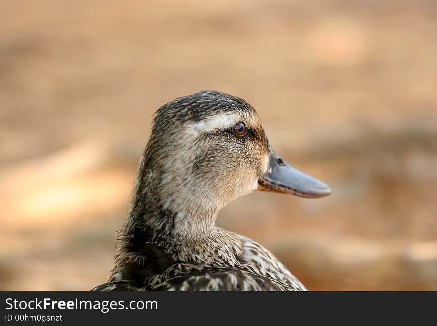 A profile of a ducks head against a lake. A profile of a ducks head against a lake