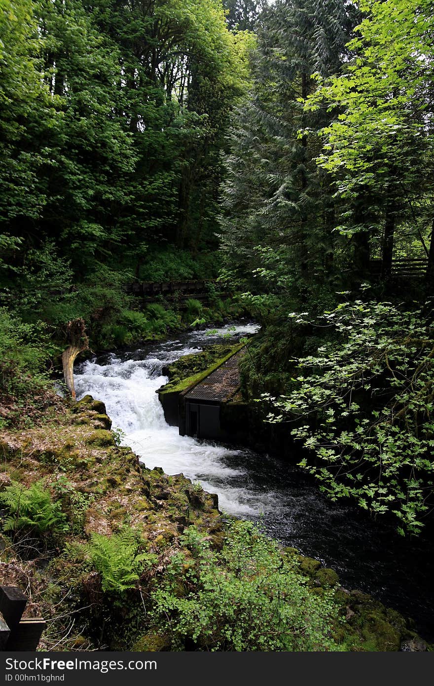 Small Stream in Western washington races to the Columbia River. Small Stream in Western washington races to the Columbia River