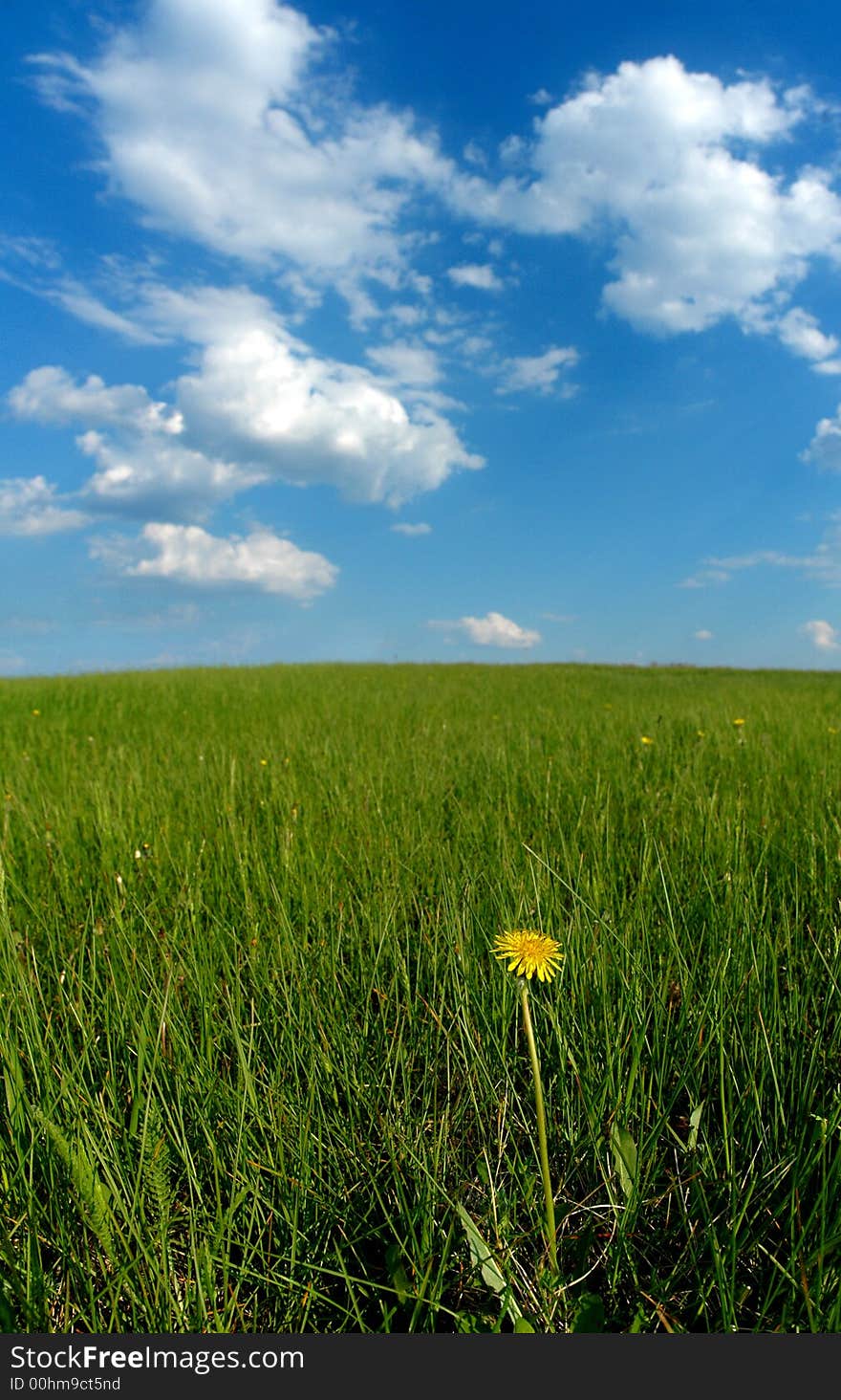 Clouds and solitary dandelion