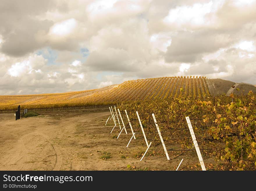 Vineyard View