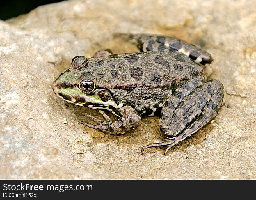 View of a Frog on the stone. View of a Frog on the stone