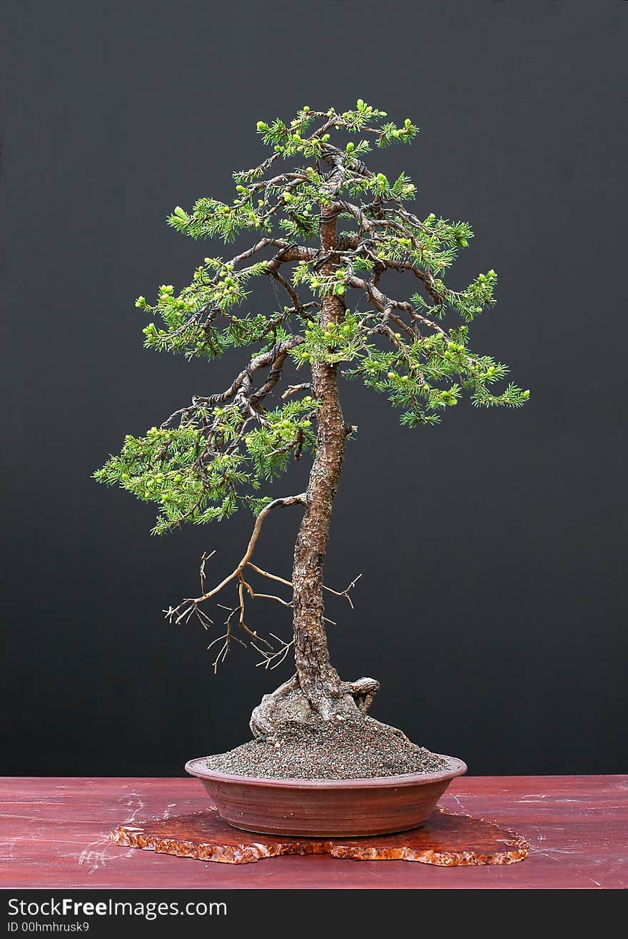 Spruce bonsai