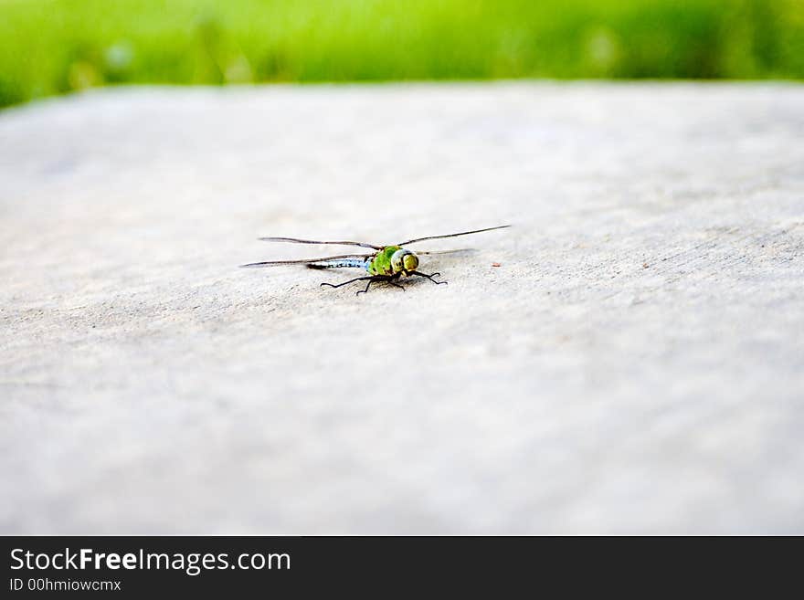 A dragonfly laying on pavement