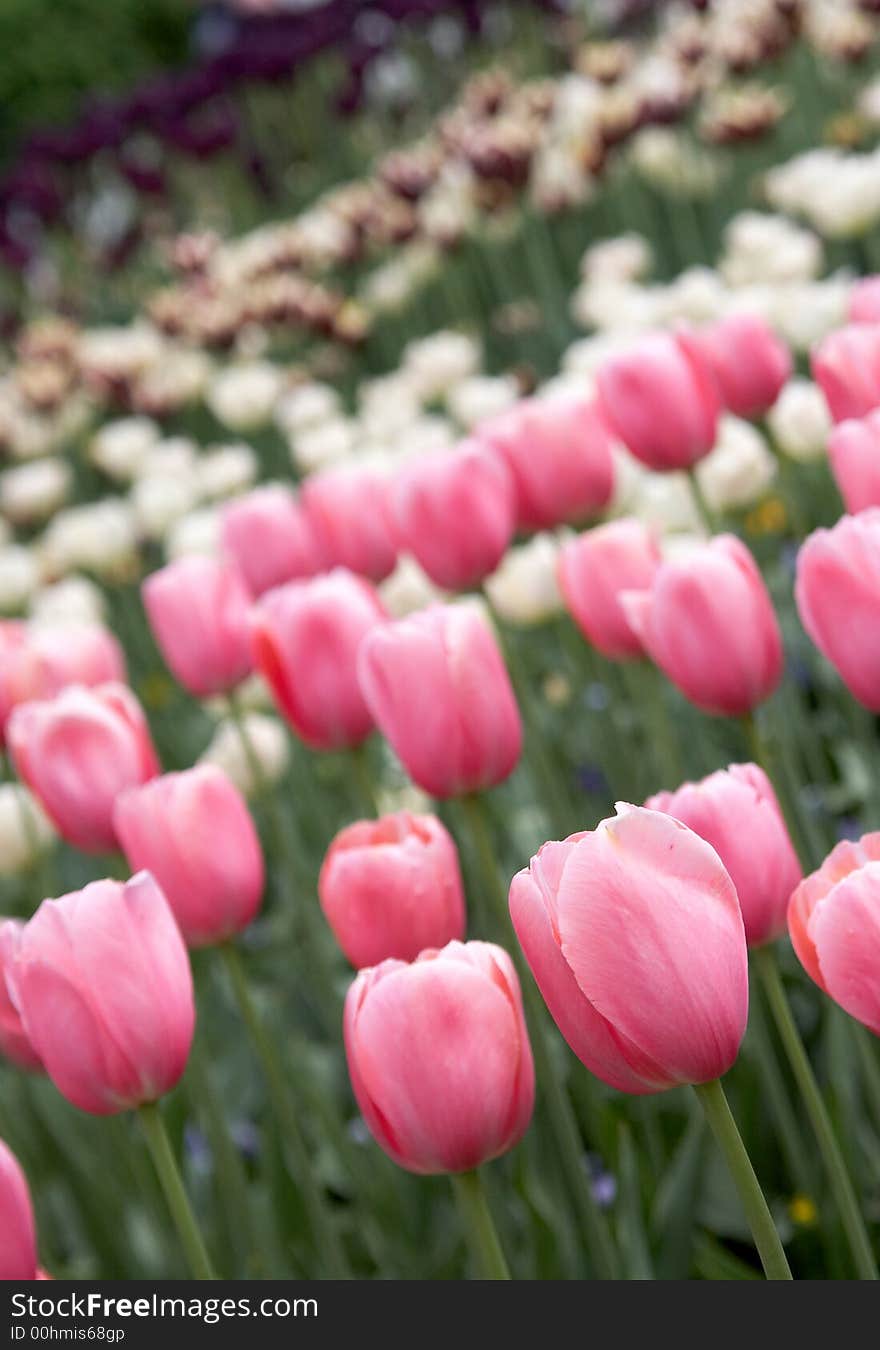 Pink tulips close up on a background of a lawn of tulips