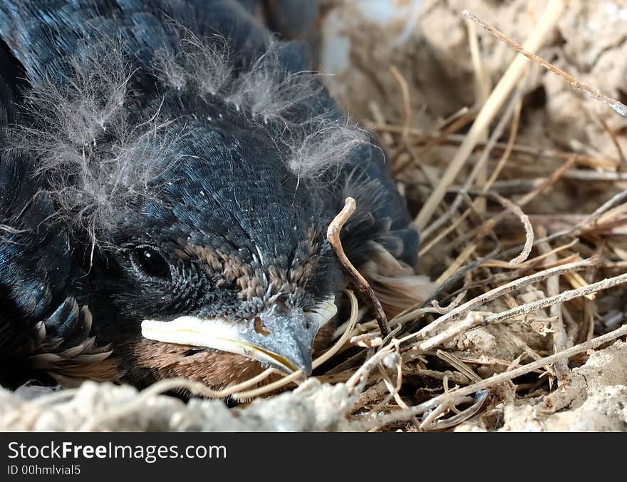 Close up of baby Barn Swallows in his nest. Close up of baby Barn Swallows in his nest