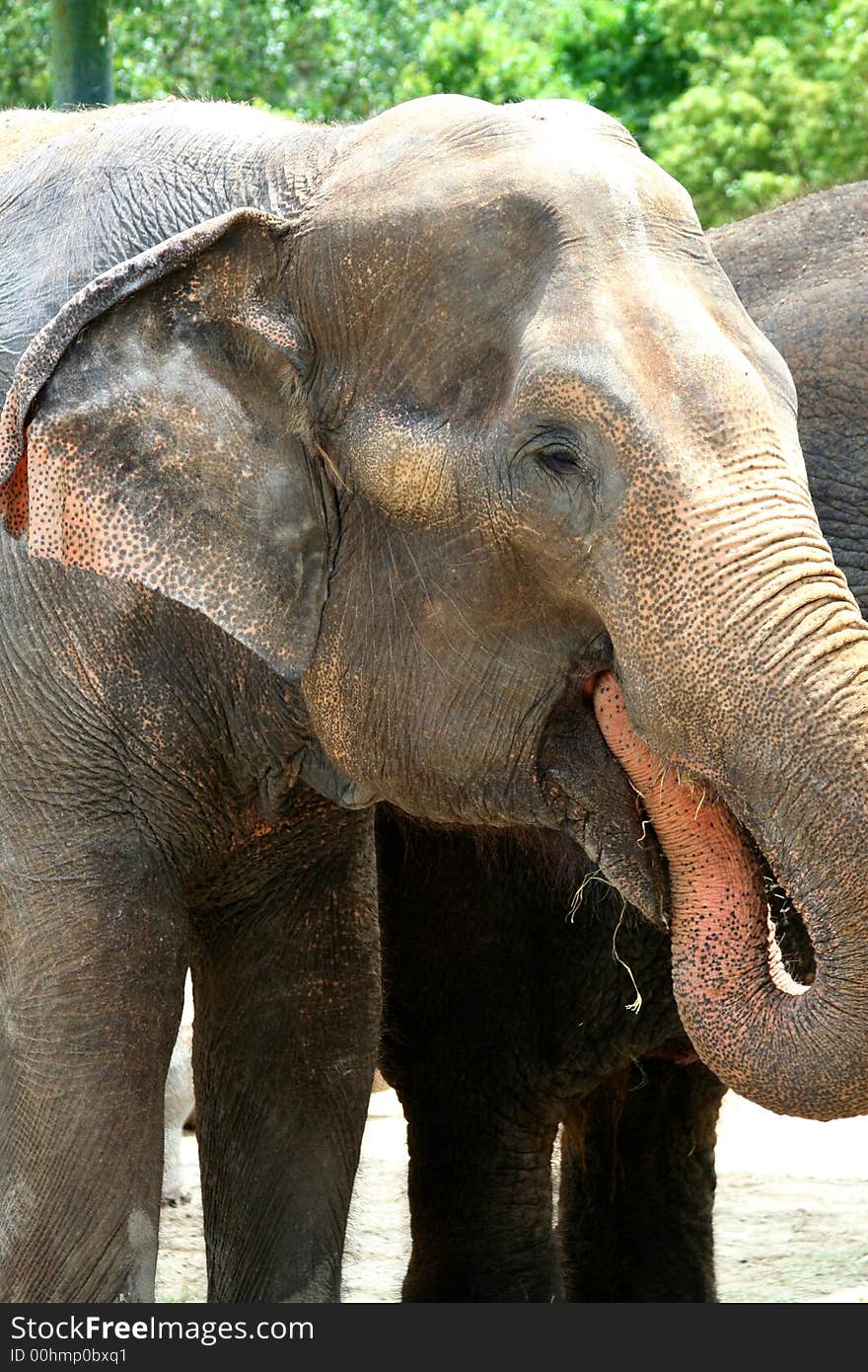 Female Asian elephant, Elephas maximus