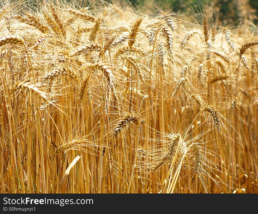 Nice grain field ready for the harvest. Nice grain field ready for the harvest