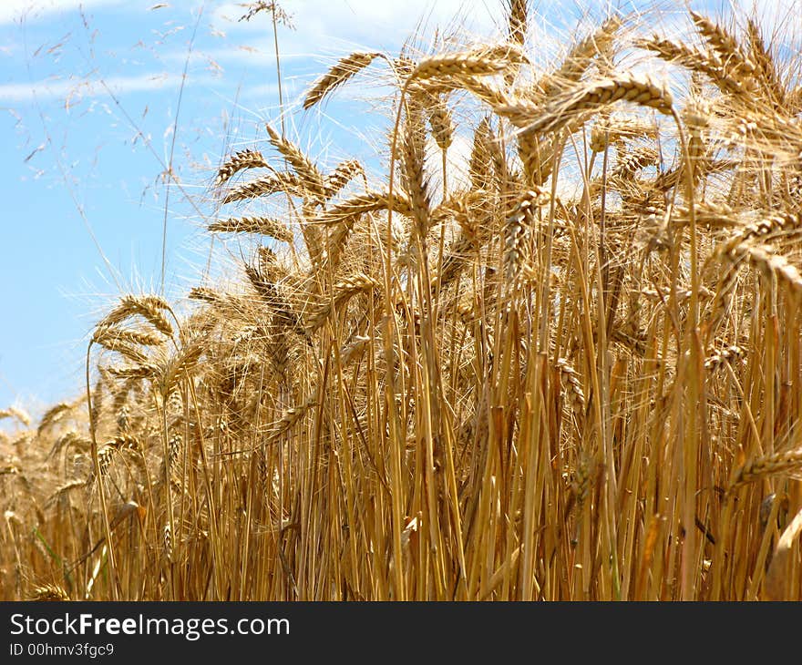 Nice grain field ready for the harvest. Nice grain field ready for the harvest