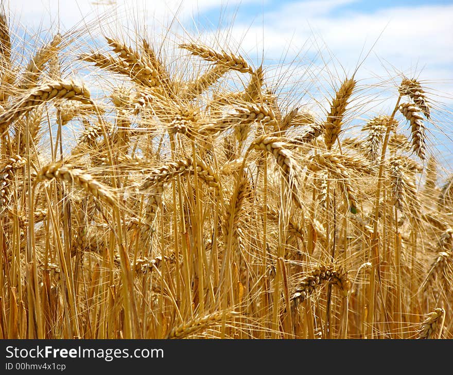 Nice grain field ready for the harvest. Nice grain field ready for the harvest