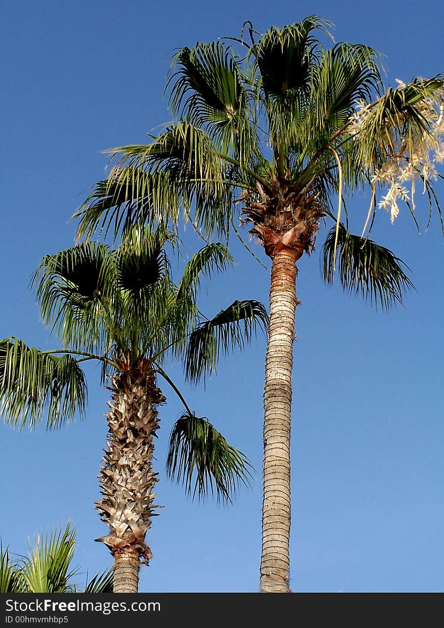 Palm trees near the beach