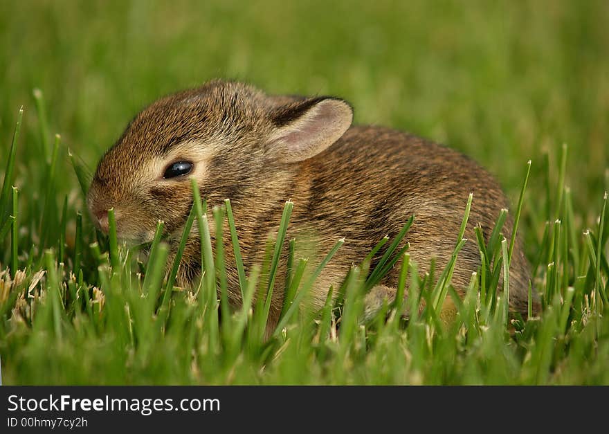 Dream Baby Rabbit on the Lawn. Dream Baby Rabbit on the Lawn.