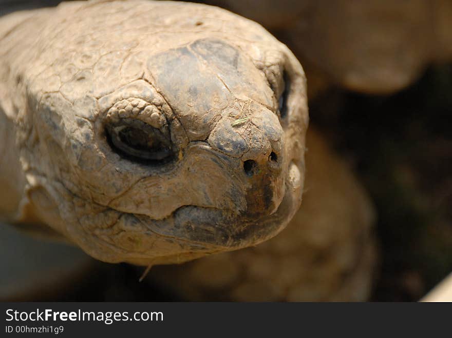 Close-up photo of turtle's head