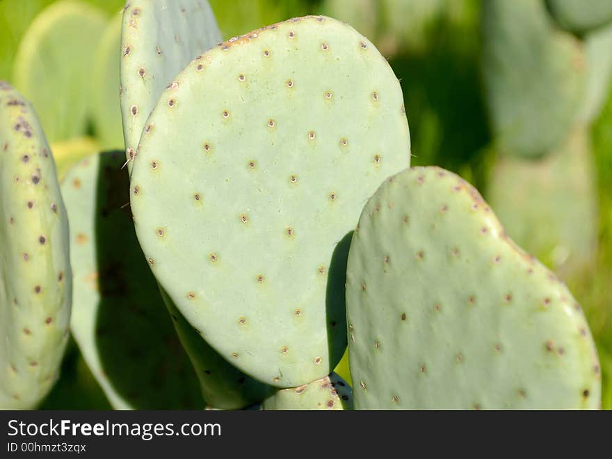 Luther Burbank's spineless cactus.