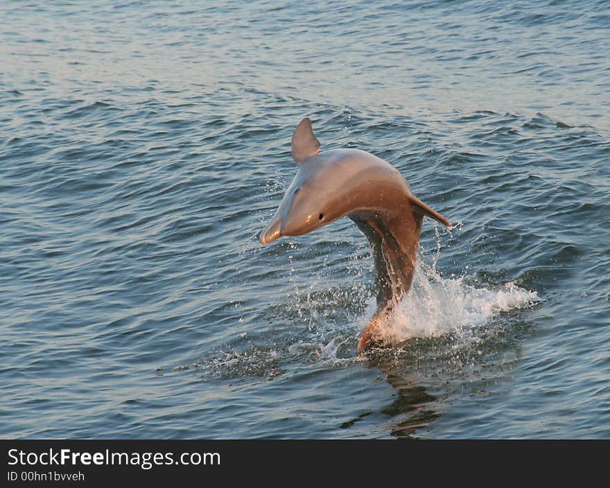 Jumping Dolphin