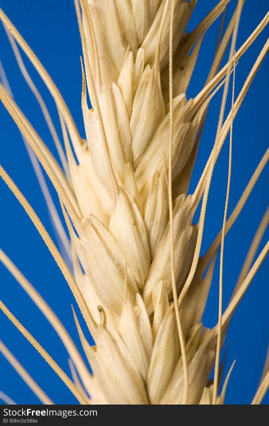 Close up view of the golden grain ears