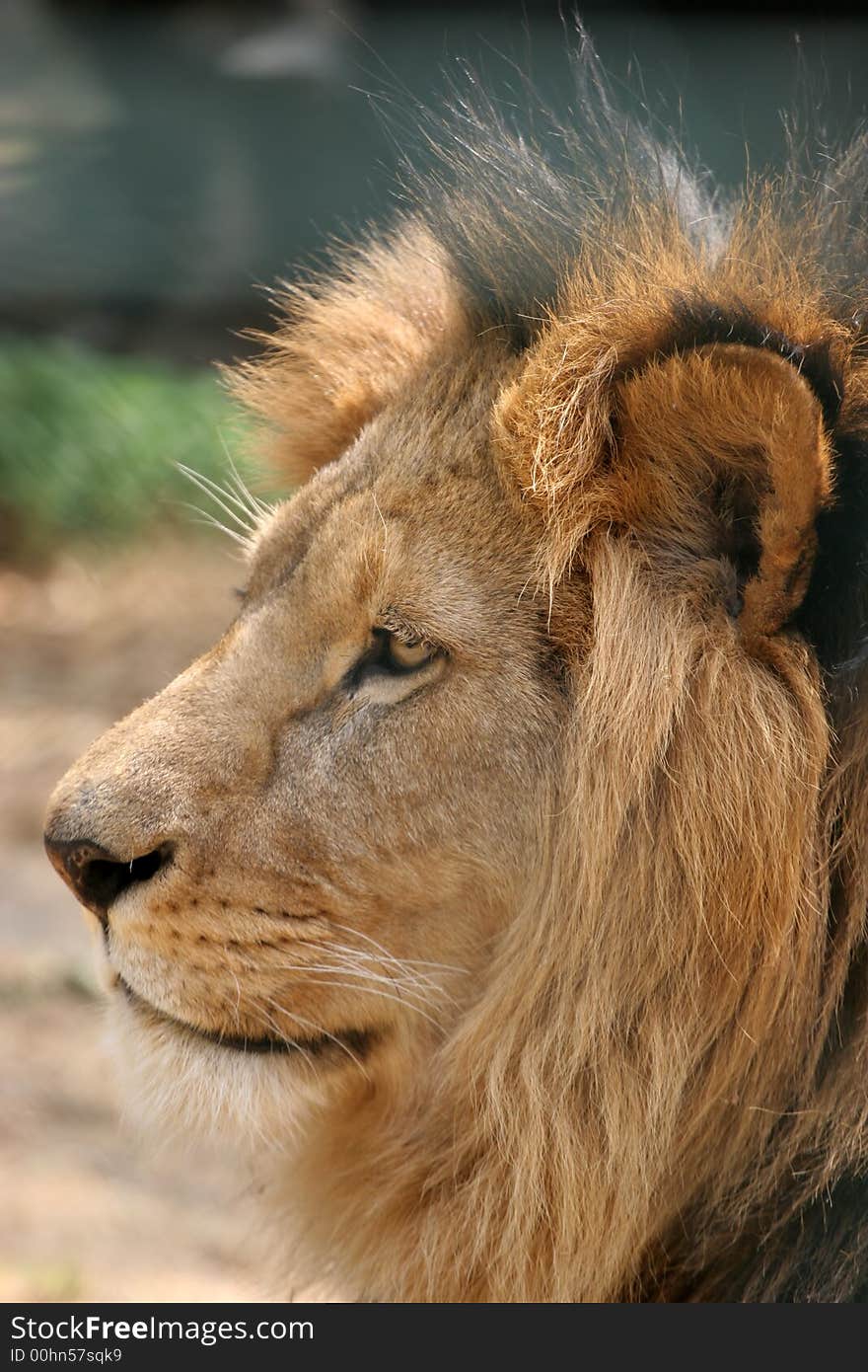 Male Lion Portrait