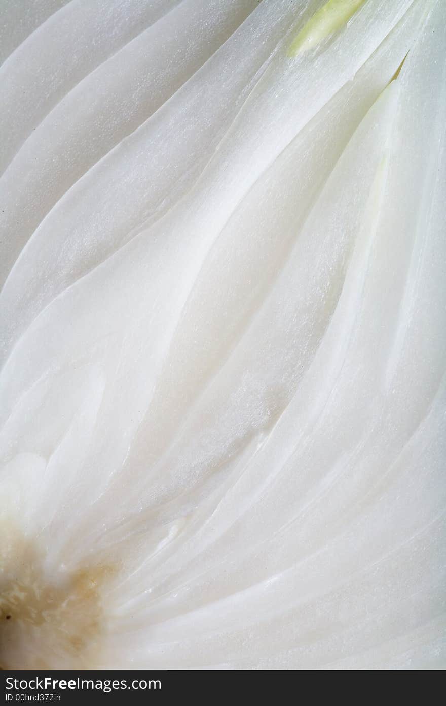 Close up view of the white onion cut