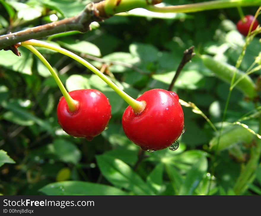 Cherries on a branch after a rain. Cherries on a branch after a rain