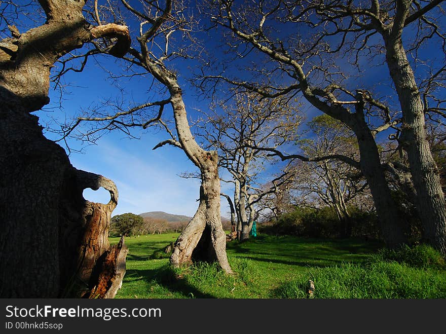 Tree landscape