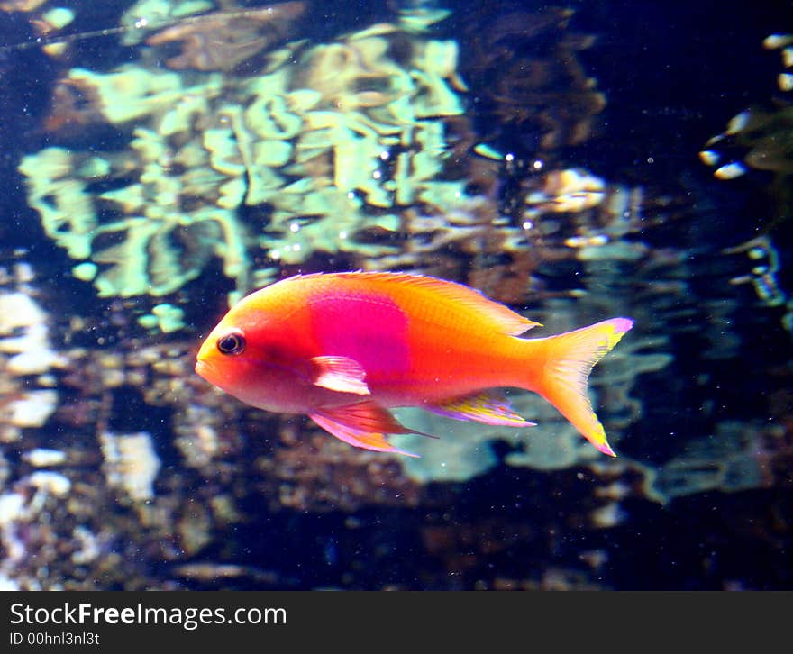 Orange Fish With Pink Spot