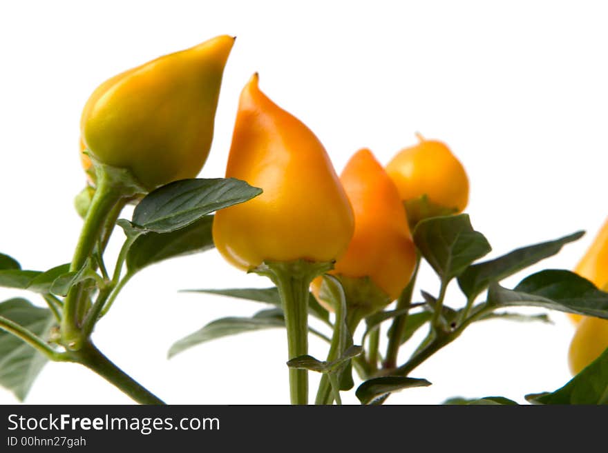 Yellow pepper plant isolated over white background. Yellow pepper plant isolated over white background