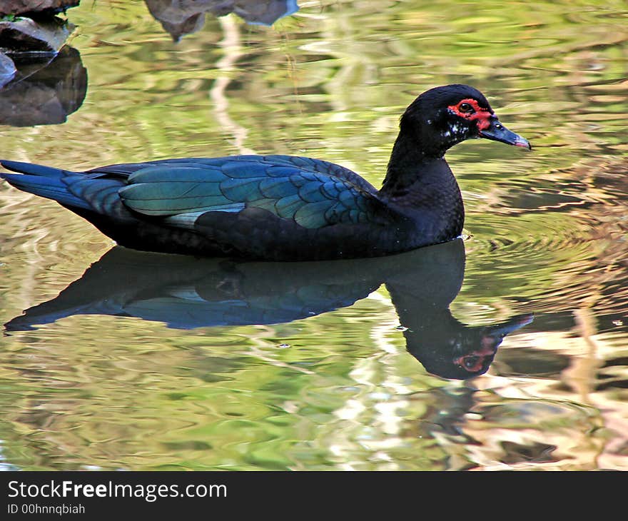 A colorful duck on th water