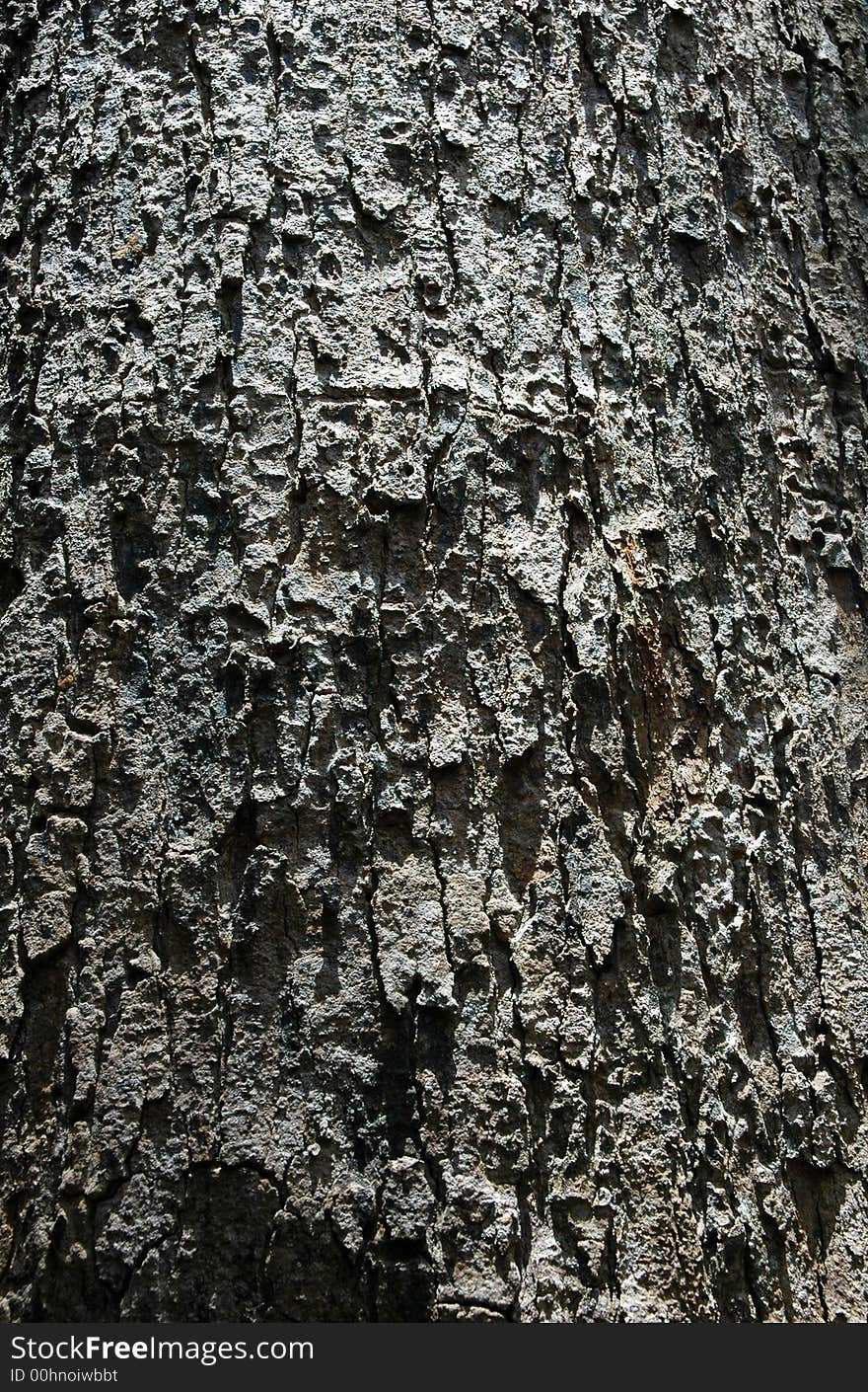 Close up of rough tree bark texture