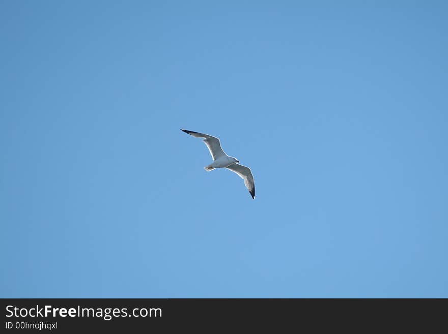 Seagull